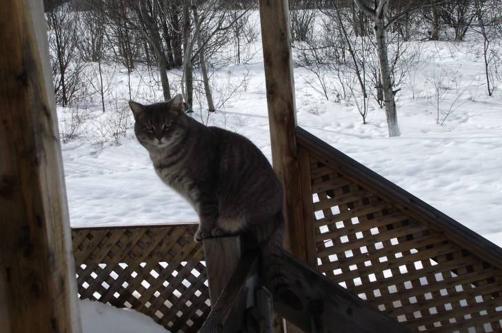 ti-gris - (11 ans)