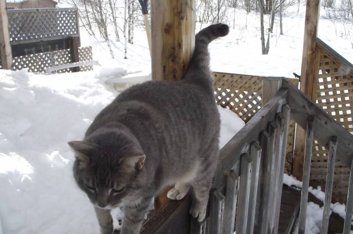 ti-gris - (11 ans)
