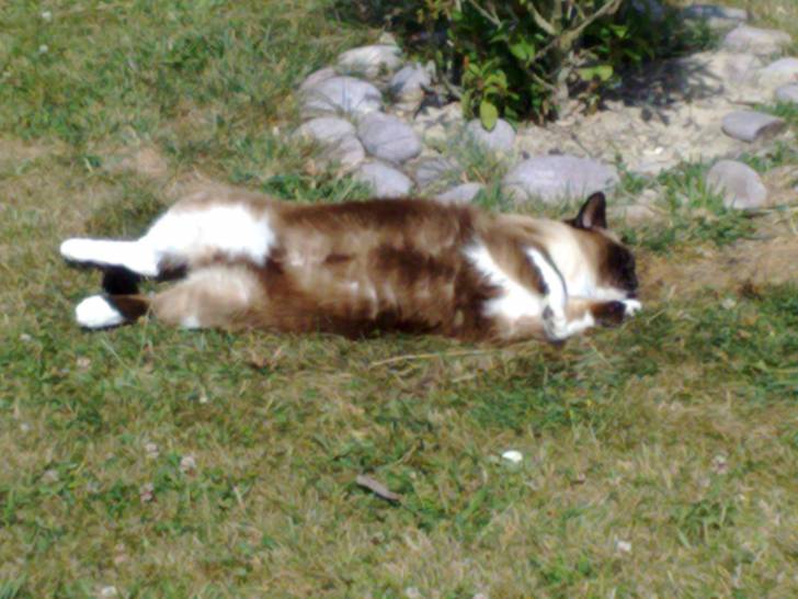noisette - (6 ans)