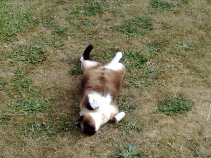 noisette - (6 ans)