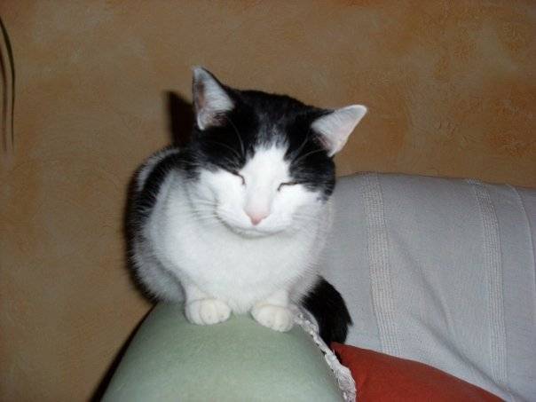 Félix - Mâle (12 ans)