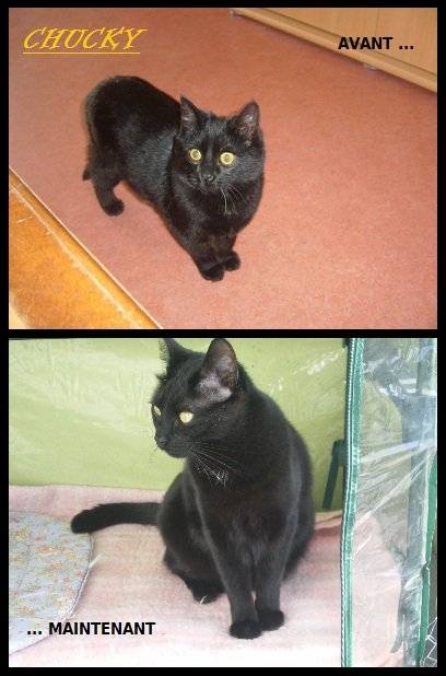 Chucky - Mâle (4 ans)