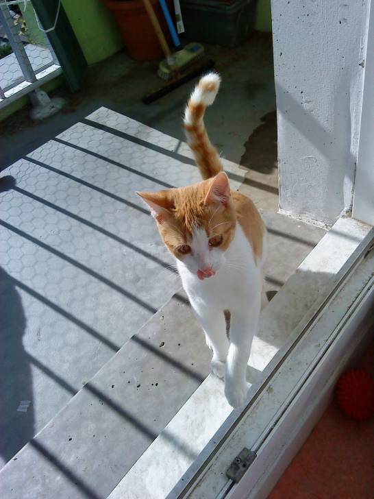 Falco, dit "chaton" ^^ - Mâle (2 ans)