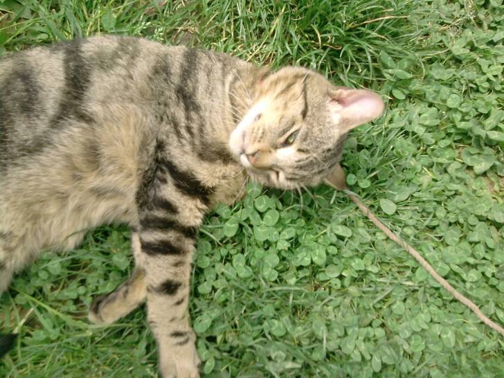 Misti-gris - Mâle (8 mois)