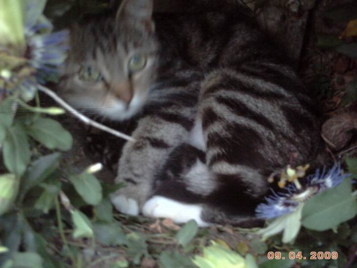 chouchou - (3 ans)