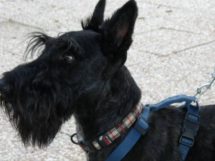clifford - Mâle (4 ans)