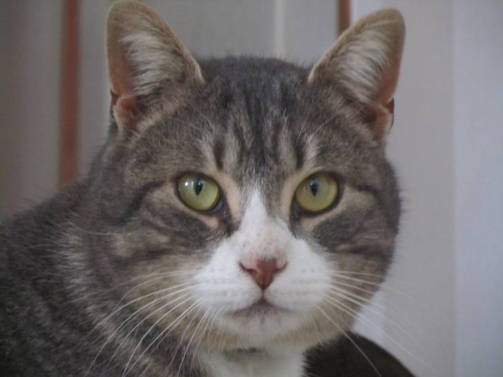 Excel - Mâle (2 ans)
