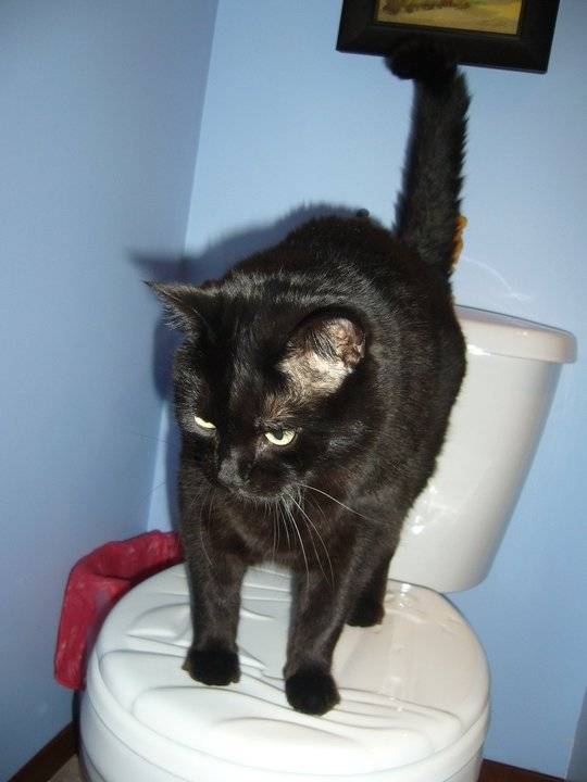 Poutchy - Mâle (10 ans)