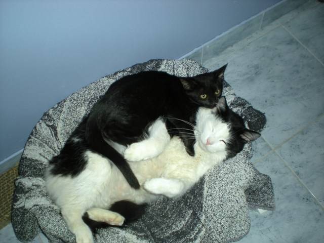 Felix et Diabolo - Mâle (9 ans)