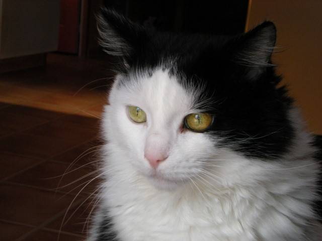Felix - Mâle (9 ans)