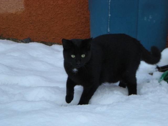 Diabolo - Mâle (2 ans)