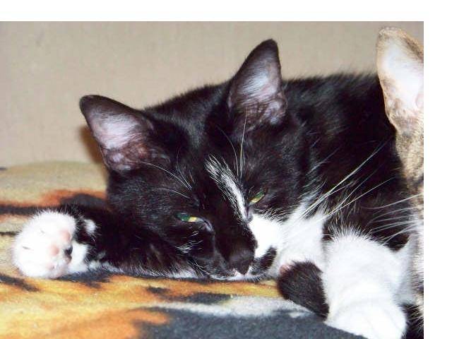 opium - (3 ans)