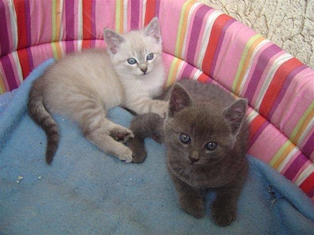 Minette et golfeur - (6 mois)