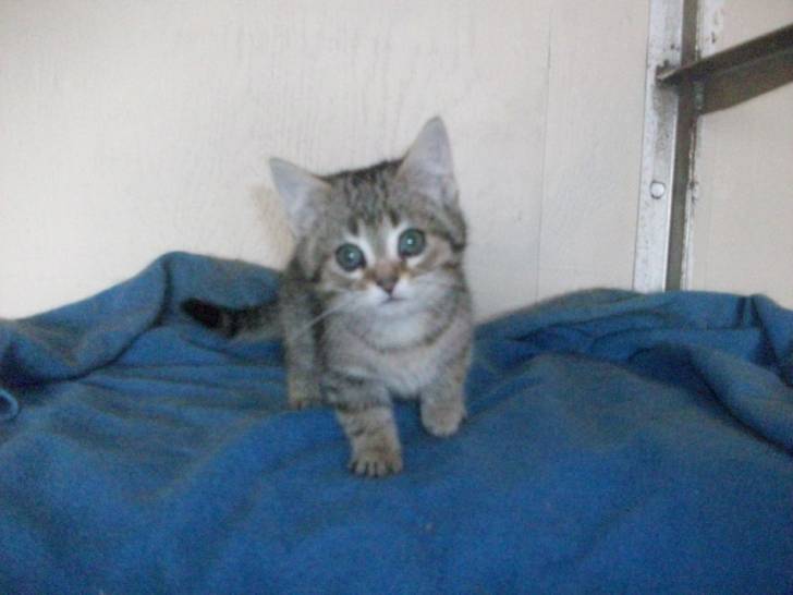 grisoune - (2 mois)