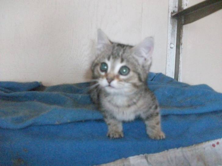 grisoune - (2 mois)