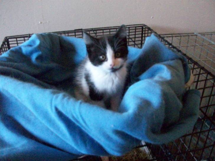 ELLA(SOEUR DE GRISOUNE) - (2 mois)