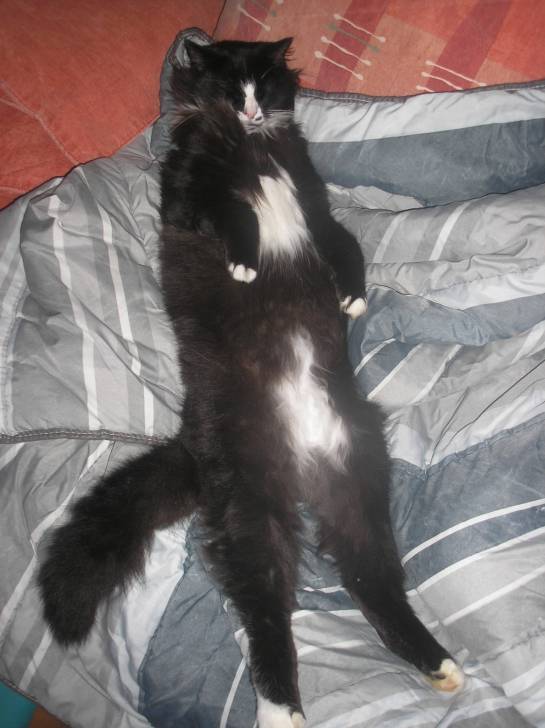 minouche - Mâle (5 ans)