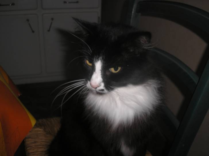 minouché - Mâle (5 ans)