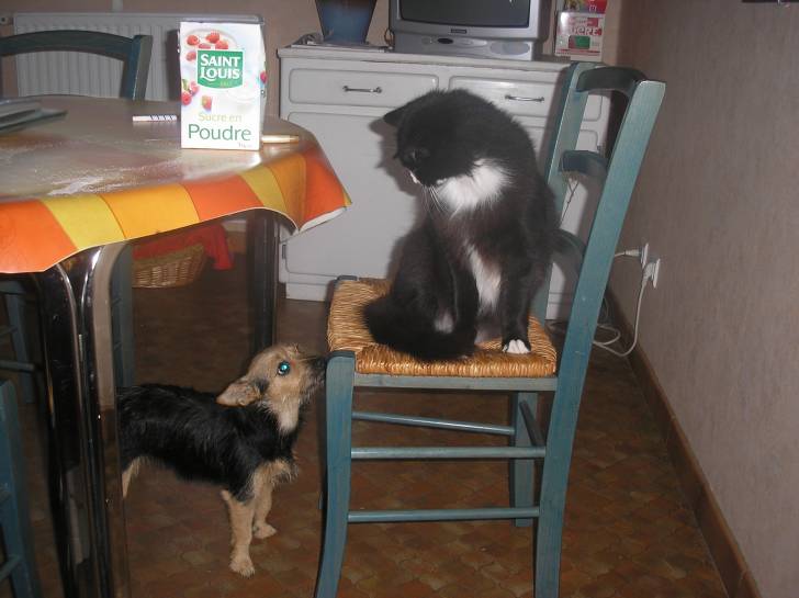 minouche et cracotte - Mâle (5 ans)