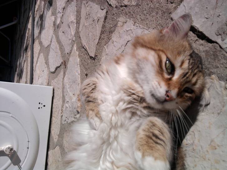 Filou - Mâle (5 ans)