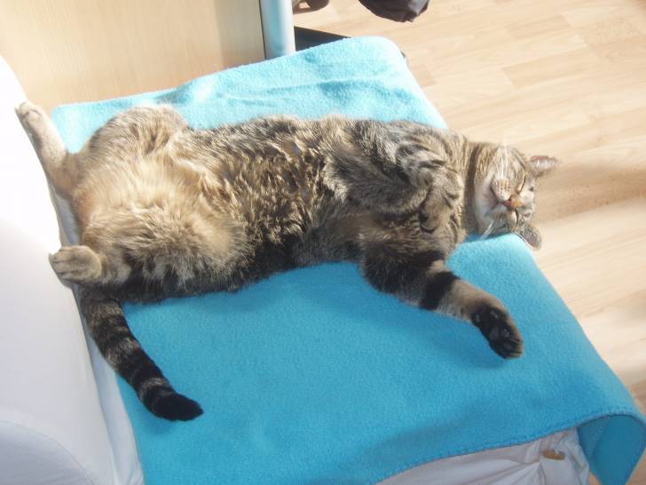 Pikachu - Mâle (11 ans)