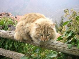 mimia - (2 ans)