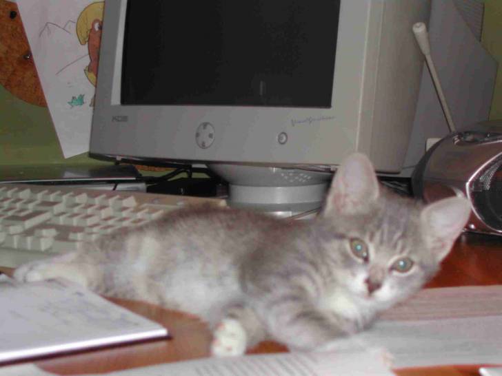 Minou - Mâle (2 mois)