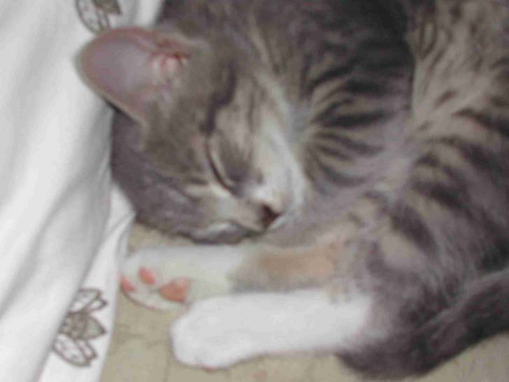 Minou - Mâle (2 mois)