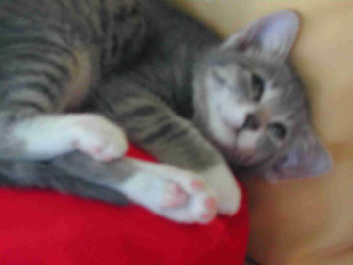 Minou 3 - Mâle (3 mois)