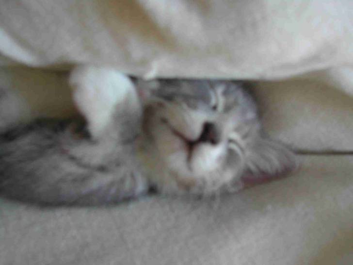 Minou 4 - Mâle (3 mois)