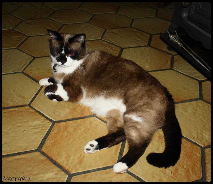 Nouchka - (4 ans)