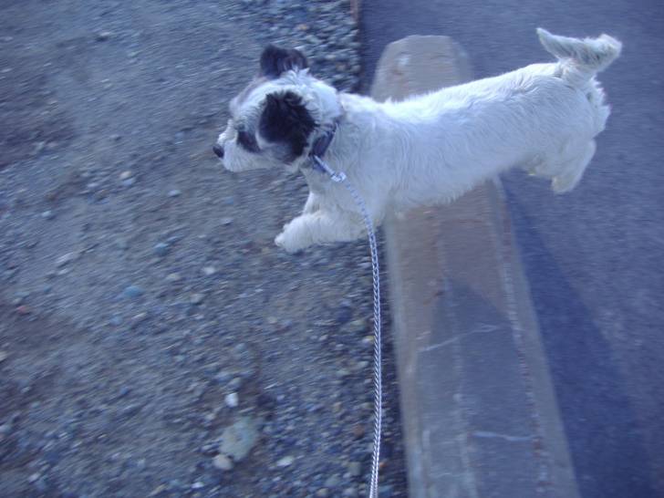 Misty qui saute :) - (6 ans)