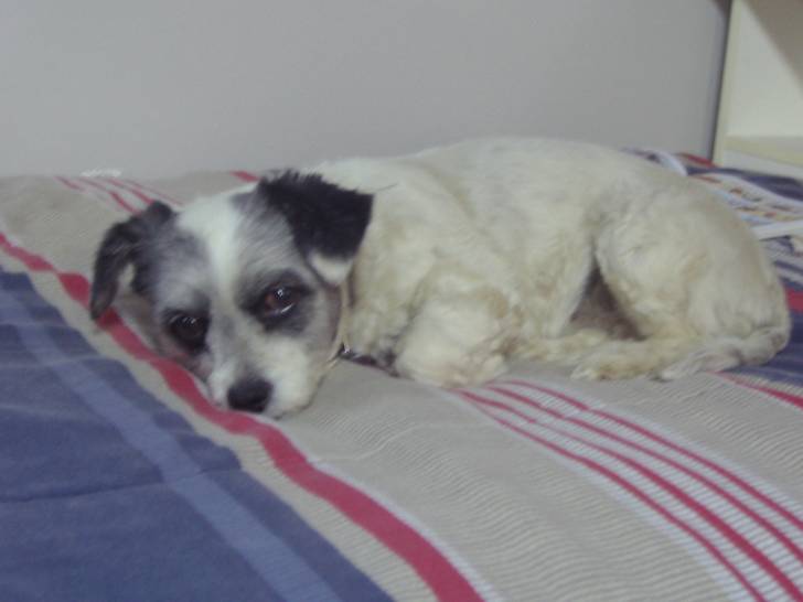 Misty - (5 ans)