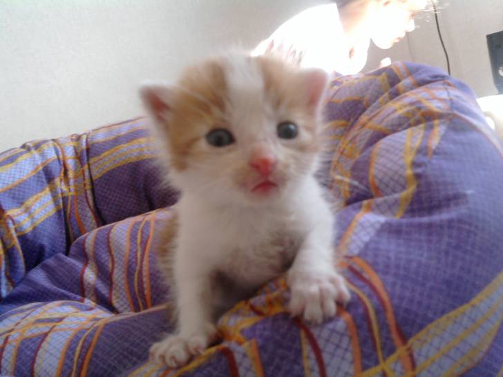 gizmo - Mâle (3 mois)