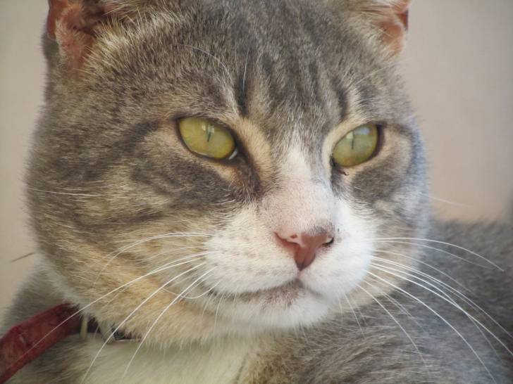 Excel - Mâle (2 ans)
