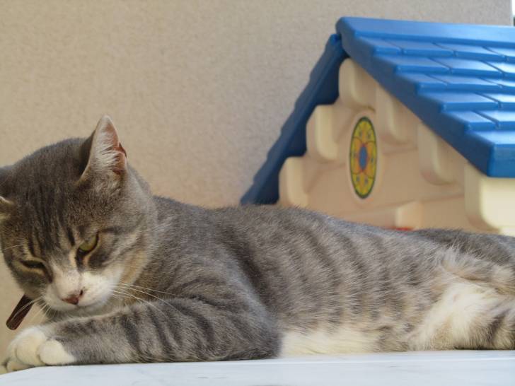 Excel - Mâle (2 ans)