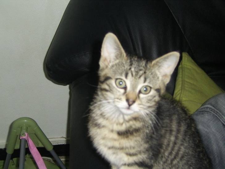 dingo - Mâle (4 mois)