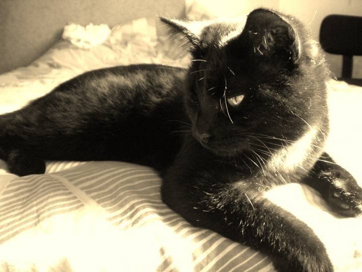 Chogan - Mâle (2 ans)