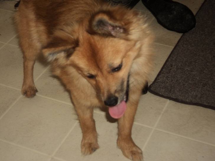 jessy - (6 mois)
