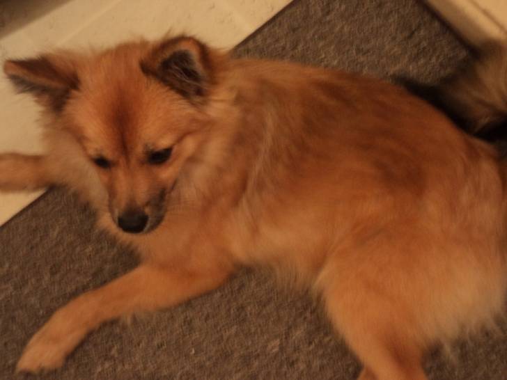 jessy - (6 mois)