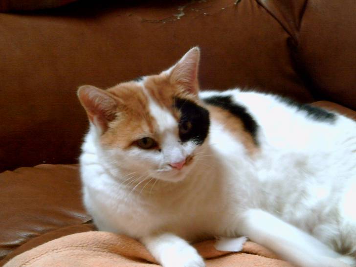 Cannelle - (5 ans)