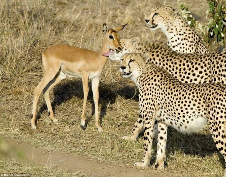Guépard + prey -