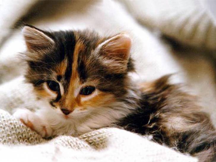 Shaya - (1 mois)