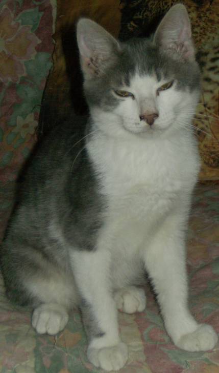 arthur - Mâle (2 ans)