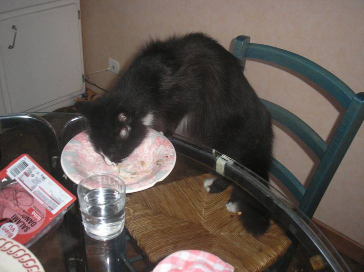 minouche - Mâle (2 ans)