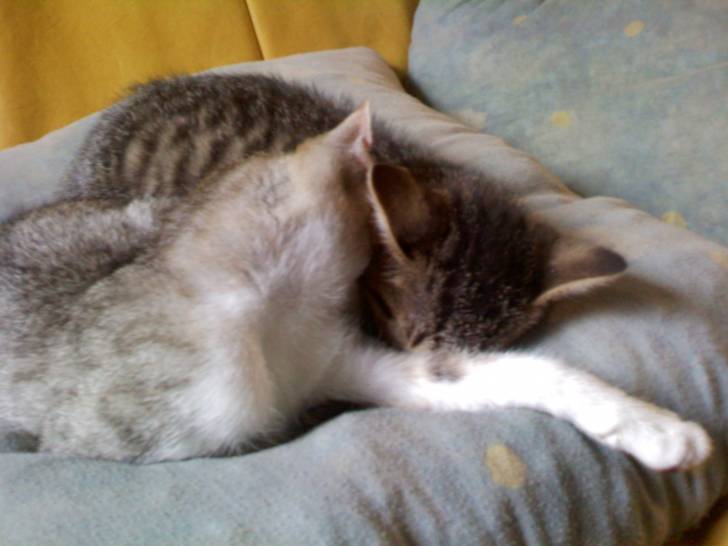 calin - (1 an)