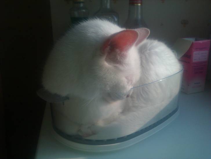 blanquette (alias kleklette) - (15 ans)