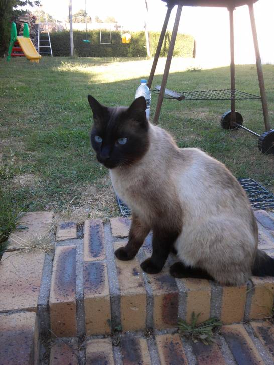 Tom dans le Jardin - Mâle (8 ans)