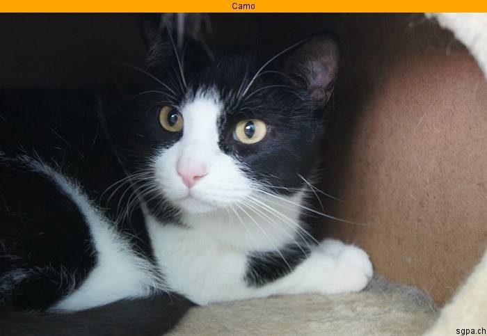 Camo - (2 ans)
