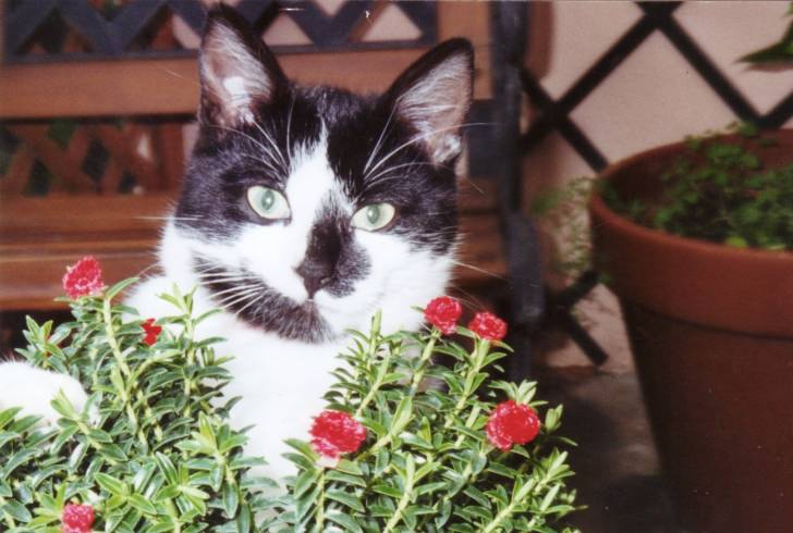 Reglisse - Mâle (2 ans)